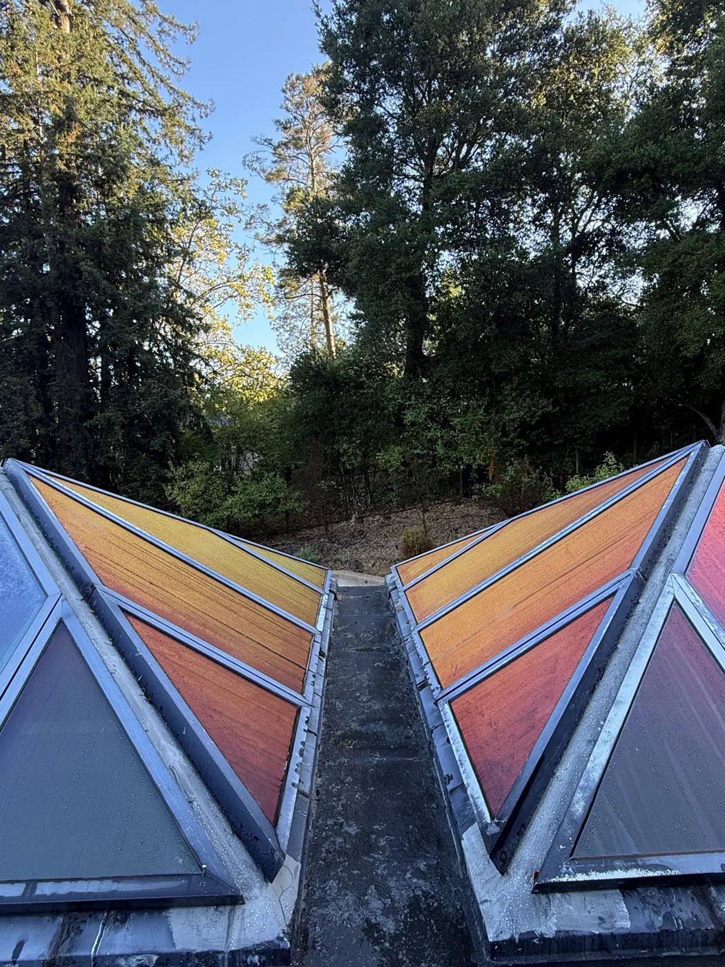 Two pyramid skylights side by side with freshly installed exterior film, still wet, under redwoods